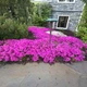 Саджанці Флокса шилоподібного Дрюмонд Пінк (Phlox subulata Drummond Pink) Р9 - зображення 7