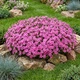 Саджанці Флокса шилоподібного Дрюмонд Пінк (Phlox subulata Drummond Pink) Р9 - зображення 8