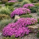Саджанці Флокса шилоподібного Дрюмонд Пінк (Phlox subulata Drummond Pink) Р9 - зображення 11