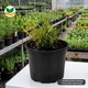Саджанці Флокса шилоподібного Емеральд Кюшон Блю (Phlox subulata Emerald Cushion Blue) Р9 - зображення 9
