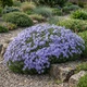 Саджанці Флокса шилоподібного Емеральд Кюшон Блю (Phlox subulata Emerald Cushion Blue) Р9 - зображення 11
