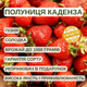 Саджанці полуниці (розсада) Каденза (Cadenza) - пізня, ароматна, солодка - изображение 4
