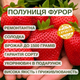 Саджанці полуниці в касеті Фурор - ремонтантна, крупноплідна, соковита (в касеті) + Подарунок - зображення 4
