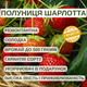 Саджанці клубниці в касеті Шарлотта (Charlotte Strawberry) - ремонтантна, врожайна, морозостійка (в касеті) + Подарок - зображення 4
