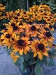 Рудбекія гібридна Смайліз ПАТІ. (Rudbeckia x hybrida SmileyZ Party) С5 - зображення 1