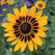 Рудбекія гібридна Смайліз ПАТІ. (Rudbeckia x hybrida SmileyZ Party) С5 - зображення 3