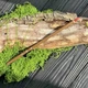 Тонкая контурная кисть для каллиграфии и живописи колонок с деревянной рукоятью - изображение 3