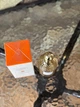 Парфумована вода для жінок Guerlain Aqua Allegoria Mandarine Basilic 100 мл - зображення 5