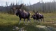 Ключ активации Way of the Hunter 2 - Deluxe Edition для Xbox Series S/X - изображение 5