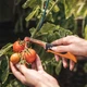 Ніж складний садовий Fiskars К80 (1062819) - изображение 5