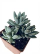 Суккулент Эхеверия Хукера (Echeveria Hookeri) (s017s-3) - изображение 2