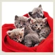 Календар настінний Helma 2027 Cats, 30x30 см (LP01-27) - зображення 5