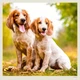 Календарь настенный Helma 2027 Dogs, 30x30 см (LP02-27) - изображение 7