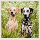 Календарь настенный Helma 2027 Dogs, 30x30 см (LP02-27) - изображение 9
