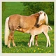Календарь настенный Helma 2027 Horses, 30x30 см (LP03-27) - изображение 10