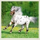 Календарь настенный Helma 2027 Horses, 30x30 см (LP03-27) - изображение 11