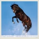 Календарь настенный Helma 2027 Horses, 30x30 см (LP03-27) - изображение 14