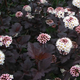 Пузыреплодник калинолистный «Диаболо» (Physocarpus opulifolius ‘Diabolo’), C3 - изображение 1