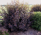 Пузыреплодник калинолистный «Диаболо» (Physocarpus opulifolius ‘Diabolo’), C3 - изображение 3