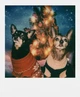 Цветная мгновенная пленка Polaroid 600 636 close up (1 кассета на 8 фото) - зображення 4