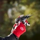 Висоторіз Felco 290 телескопічний 170-270 см 35 мм - зображення 8