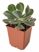 Суккулент Эхеверия Пульвината Фрости (Echeveria pulvinata Frosty) (s116s) - изображение 3