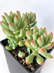 Суккулент Эхеверия Харукасуми (Echeveria Harukasumi) (s125s) - изображение 3