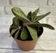 Гастерия литл варти Gasteria cv. Little Warty D8 см Суккулент Комнатное растение - изображение 1