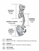 Серьга для пирсинга пупка Розовое золото Asteel - изображение 3