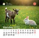 Календар 2027 Рік Кози (Funny Goat) із серії Свято кожен день - зображення 5