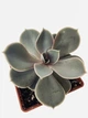 Суккулент Ечеверія Перлина Нюрнберга (Echeveria Perle von Nurnberg) (s033s) - зображення 5