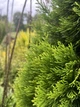 Туя Голден смарагд Hanna forest висота 30см горщик 3л - изображение 4