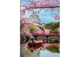 Пазл Clementoni High Quality Collection: Замок Химедзи весной, Япония (High Quality Collection - Himeji Castle In Spring Puzzle - 1000 pcs.), 1000 эл. (39982) - изображение 2
