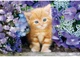 Пазл Clementoni High Quality Collection: Руденьке кошеня серед квітів (High Quality Collection - Ginger Cat Theme Puzzle - 500 pcs.), 500 ел. (35585) - зображення 2