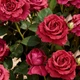 Роза «4 ветра»/La Rose des 4 Vents. Флорибунда - изображение 4