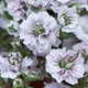 Гіпсофіла волотиста Плена Вайт. Gypsophila paniculata Plena White Р9 - зображення 2