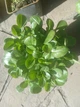 Гіпсофіла волотиста Плена Вайт. Gypsophila paniculata Plena White Р9 - зображення 5