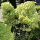 Гортензия метельчатая «Металлика» - гигант (Hydrangea paniculata Metallica) Р9 - изображение 4
