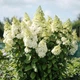 Гортензія волотиста Меджикал Кіліманджаро. (Hydrangea paniculata Magical Kilimanjaro) Р9 - зображення 2