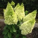 Гортензія волотиста Меджикал Кіліманджаро. (Hydrangea paniculata Magical Kilimanjaro) Р9 - зображення 3