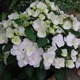 Гортензия ампельная Сбежавшая невеста. (Hydrangea hybrid Runaway Bride) Р9 - изображение 4