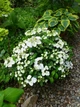 Гортензия ампельная Сбежавшая невеста. (Hydrangea hybrid Runaway Bride) Р9 - изображение 6