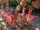 Барбарис Тунберга Оранж Рокет. (Berberis thunbergii Orange Rocket) Р9 - изображение 4