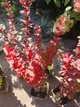 Барбарис Тунберга Оранж Рокет. (Berberis thunbergii Orange Rocket) Р9 - изображение 6
