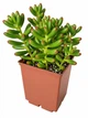 Сукулент Седум червонозабарвлений (Sedum rubrotinctum) (s158s) - зображення 1