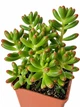 Сукулент Седум червонозабарвлений (Sedum rubrotinctum) (s158s) - зображення 2