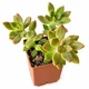 Сукулент Седум Адольфа (Sedum adolphii) (s052s) - зображення 2