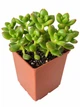 Седум червонозабарвлений (Sedum rubrotinctum) - зображення 1