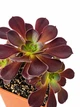Еоніум Шварцкопф (Aeonium Zwartzkopf) (s104m) - зображення 2
