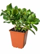 Сукулент Крассула Хвилястий Нефрит (Crassula Arborescens) (s015m) - зображення 1